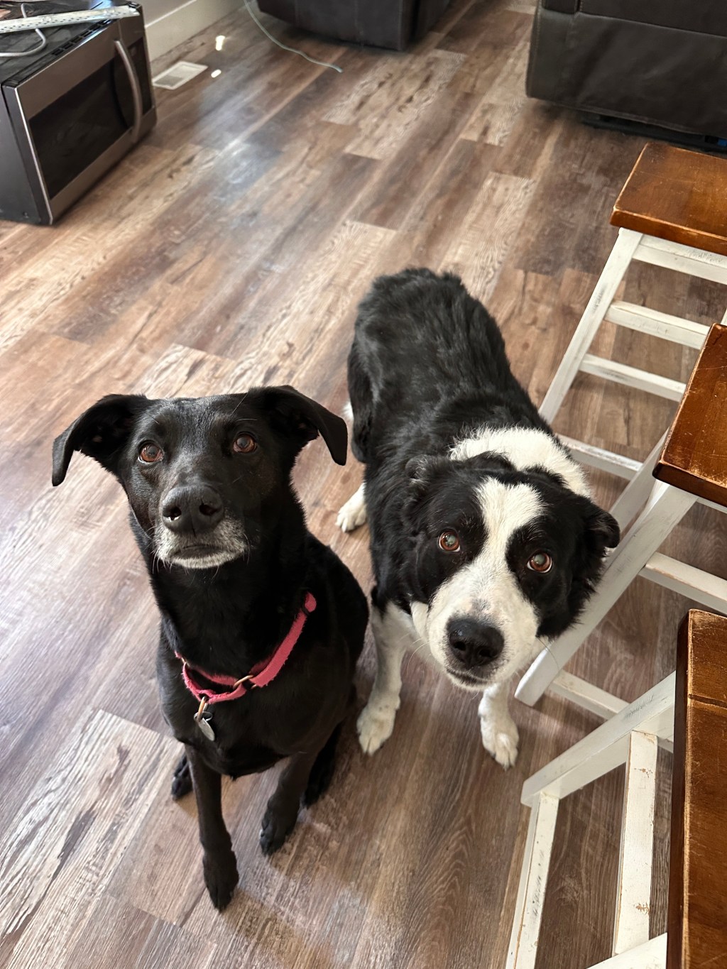 Dog Drama: What do Dogs Think We&nbsp;Do?