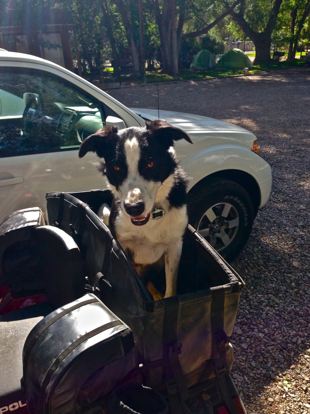 Man’s (and Woman’s) Best&nbsp;Friend