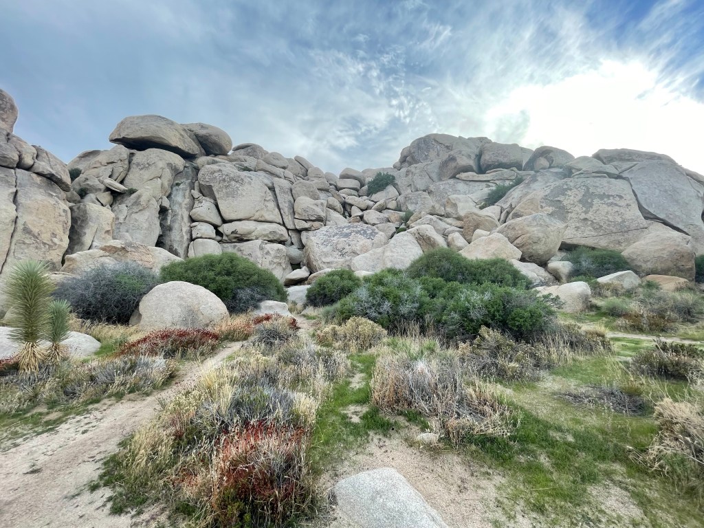 Joshua Tree Basics
