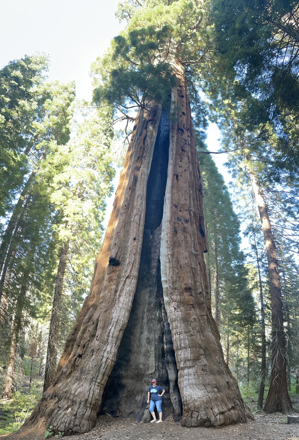 Boole Tree Trail Guide: Visiting One of the Largest Trees on Earth