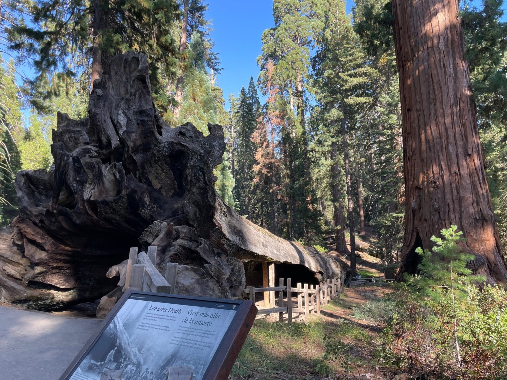 Walking Through the Fallen Monarch: Kings Canyon’s Most Surprising Giant&nbsp;Sequoia