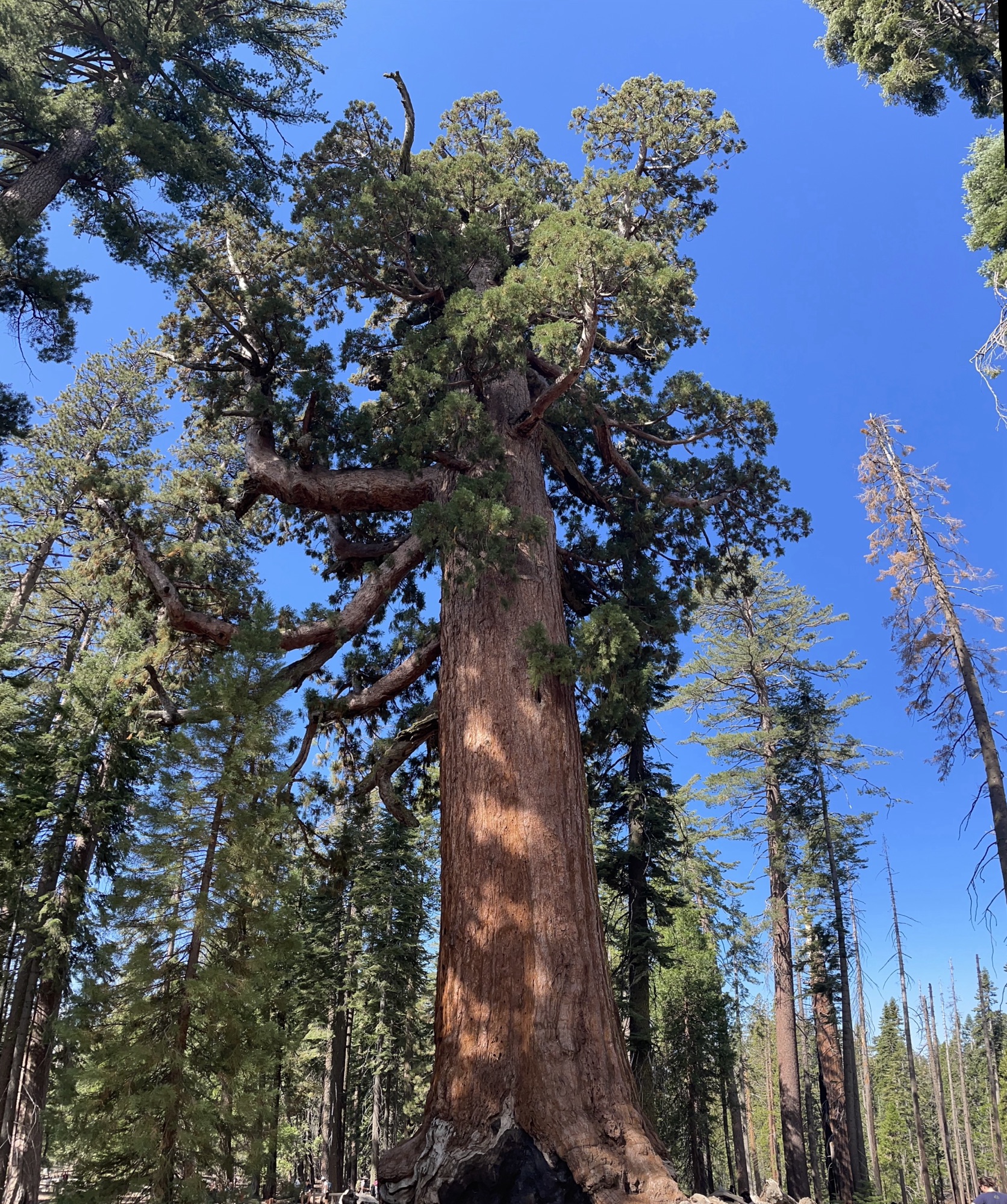 Which Sequoia Groves in Yosemite Are Worth Visiting? Our Honest Experience at Mariposa and Tuolumne